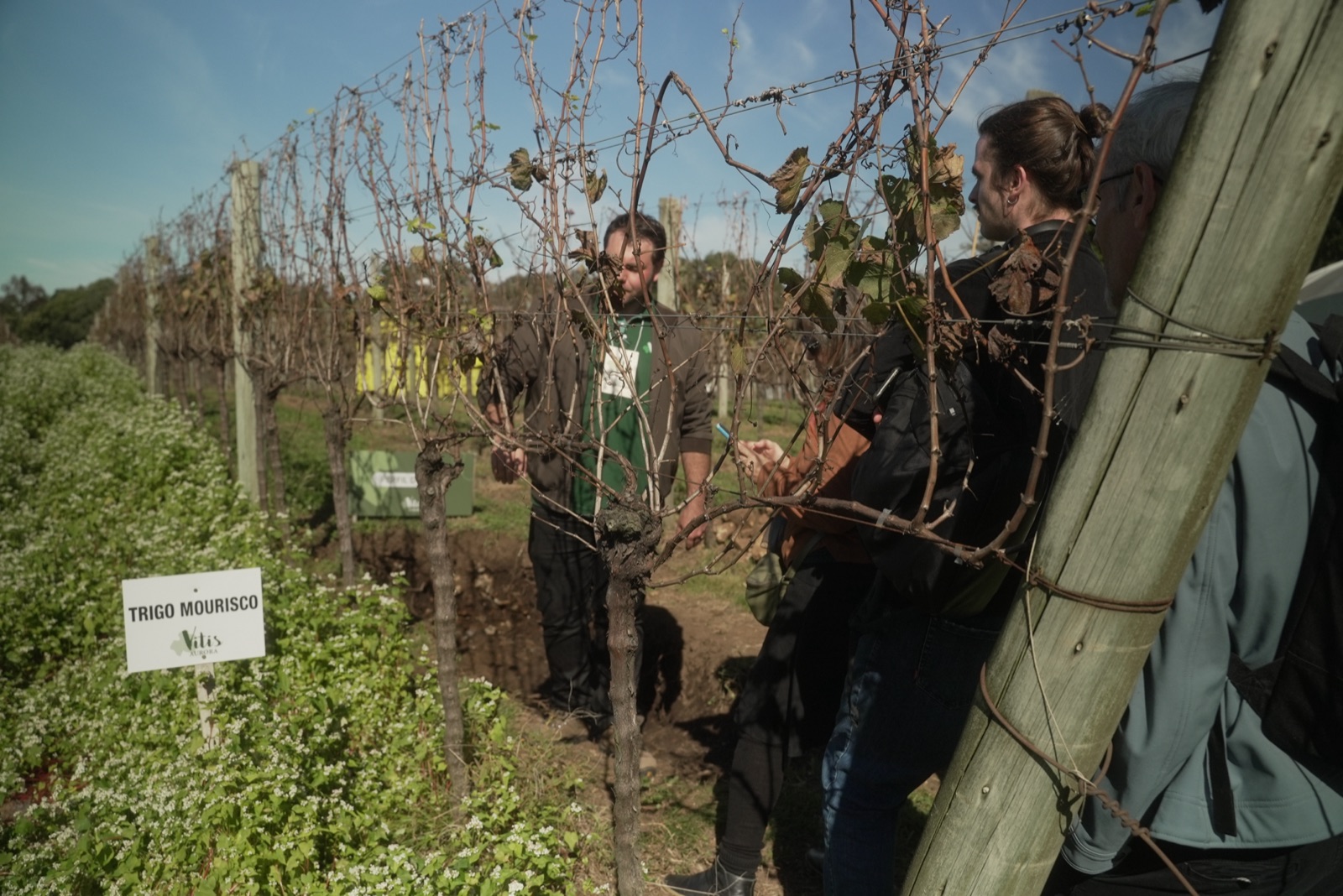Área demonstrativa de plantas de cobertura de solo (trigo mourisco) em vinhedo da Vitis Aurora