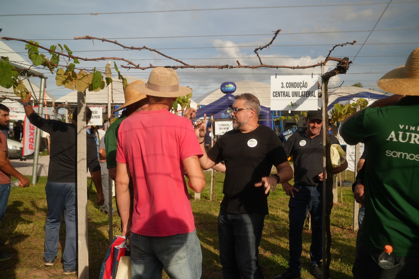 Demonstração de sistema de condução de parreiral para mecanização da colheita na Vitis Aurora